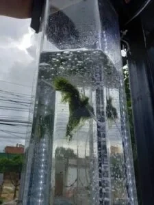 BiogenO2